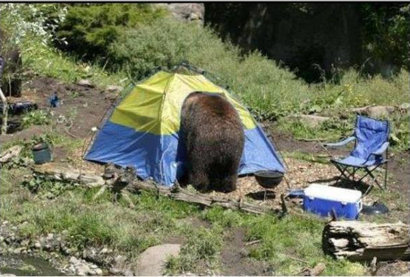 Zad niedźwiedzia w wchodzącego do namiotu w kolorach flagi ukraińskiej stojącego na polanie leśnej.